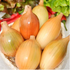 Onion seeds «Penguin»