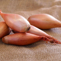 Shallot seeds