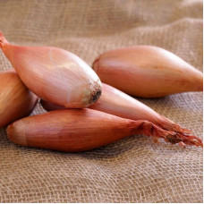 Shallot seeds