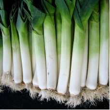 Leek seeds «American flag»