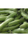 Beans seeds «Windsor» (brown)