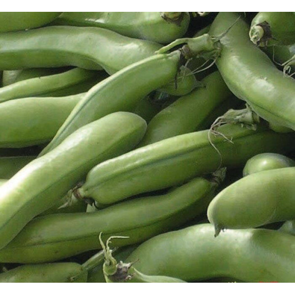 Beans seeds «Windsor» (brown)