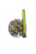 Beans seeds «Windsor» (brown)