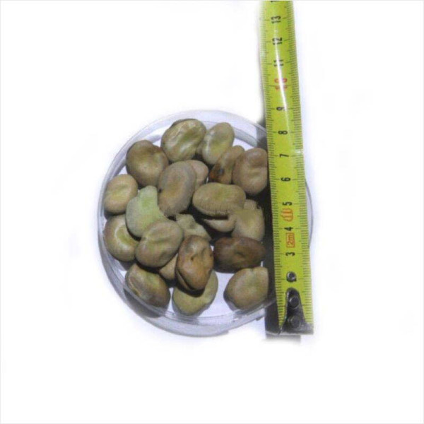 Beans seeds «Windsor» (brown)