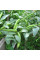 Beans seeds «Windsor» (brown)