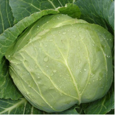 Cabbage seeds «Yaroslavna»