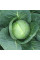 Cabbage seeds «Eliza» F1