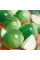 Cabbage seeds «Eliza» F1