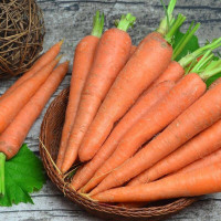 Carrot seeds «Sweet winter»