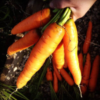 Carrot seeds «Belladonna»