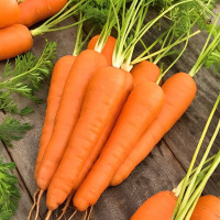 Carrot seeds «Coral»