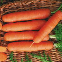 Carrot seeds «Delicacy»