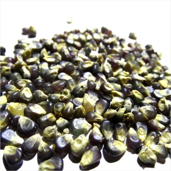 Corn seeds «Hopi»
