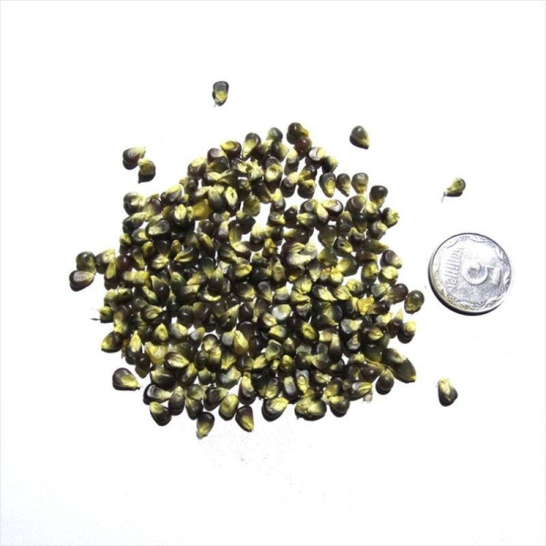 Corn seeds «Hopi»