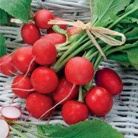 Radishes seeds «Champion»