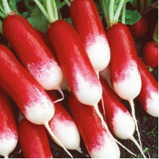 Radishes seeds «Duet»