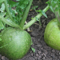 Radish seeds «Margelan»