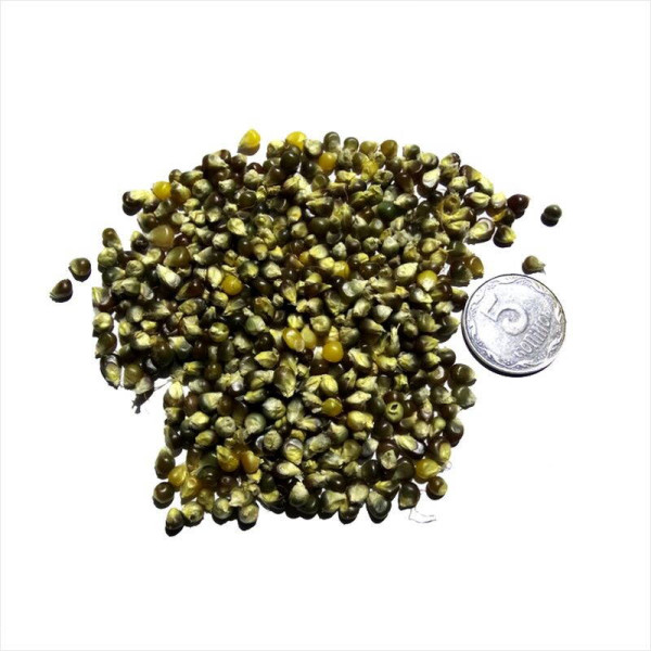 Corn seeds «Green»