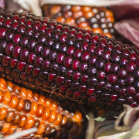 Семена кукурузы попкорн «Шоколадное черри»