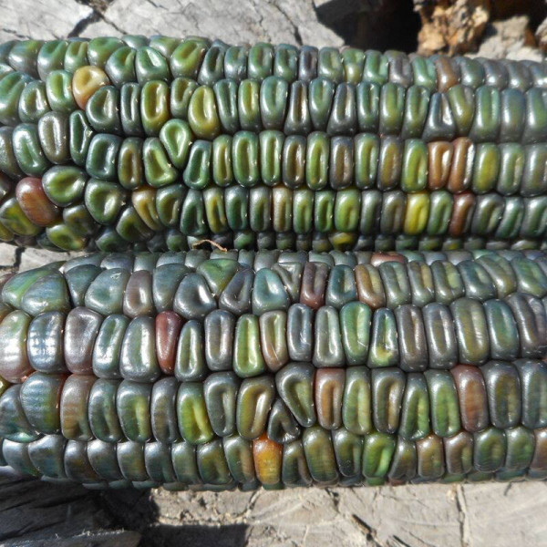Corn seeds «Oaxacan green»
