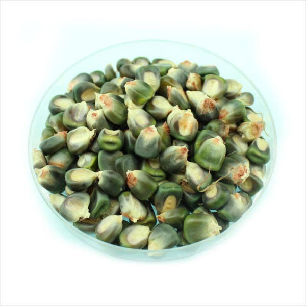 Corn seeds «Oaxacan green»