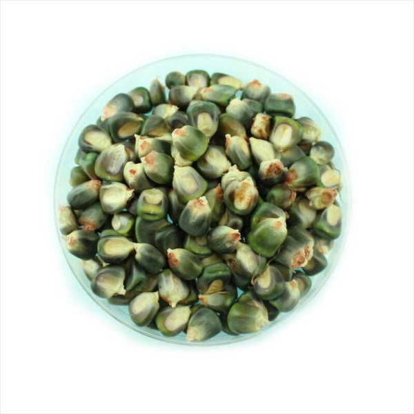 Corn seeds «Oaxacan green»