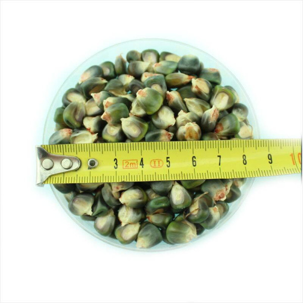 Corn seeds «Oaxacan green»