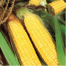 Corn seeds «MOS 182SV»