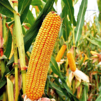 Corn seeds «Dniprovska 181 SV» F1