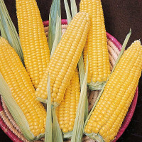 Corn seeds «Sugar»