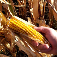 Corn seeds «Hotin» F1