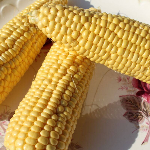 Corn seeds «Juliet» F1