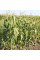Corn seeds «Juliet» F1