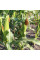 Corn seeds «Juliet» F1