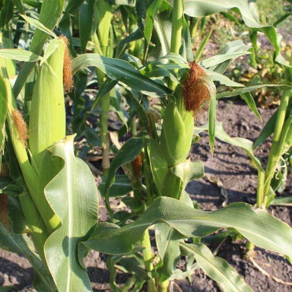 Corn seeds «Juliet» F1