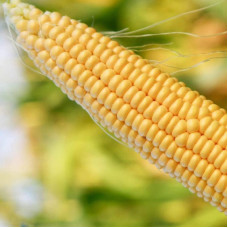 Corn seeds «NBM 2020» F1