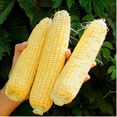 Corn seeds «Khmelnytska» F1
