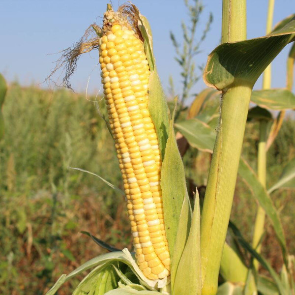 Corn seeds «Marble» F1