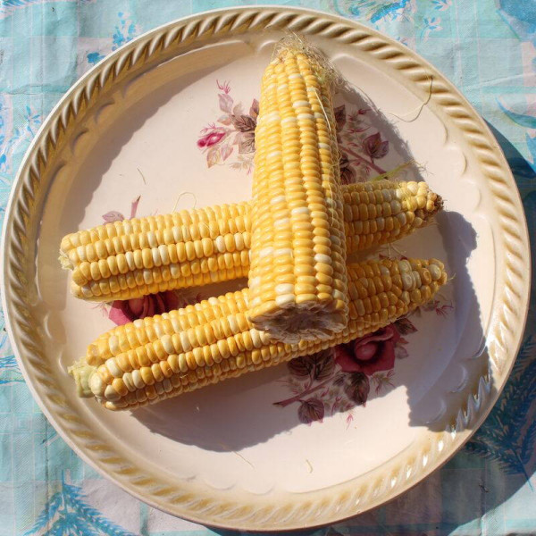 Corn seeds «Marble» F1
