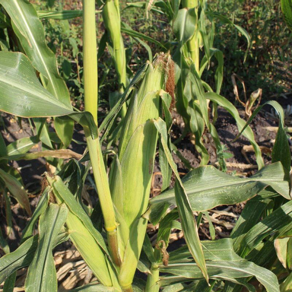 Corn seeds «Marble» F1