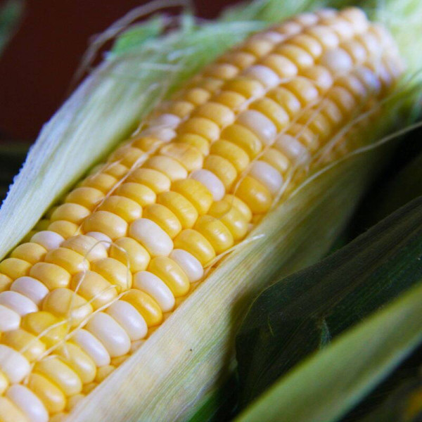 Corn seeds «Ukrainian Bicolor» F1