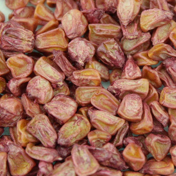 Corn seeds «Ukrainian Bicolor» F1