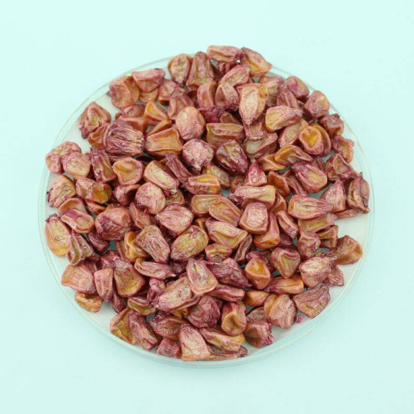 Corn seeds «Ukrainian Bicolor» F1