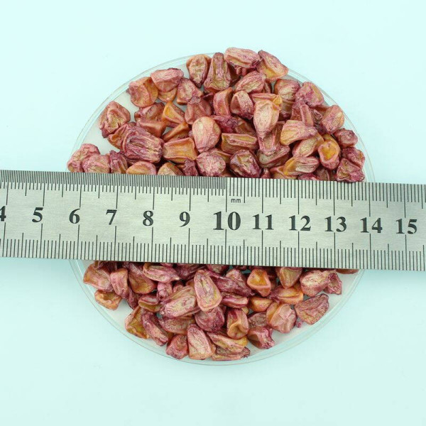 Corn seeds «Ukrainian Bicolor» F1