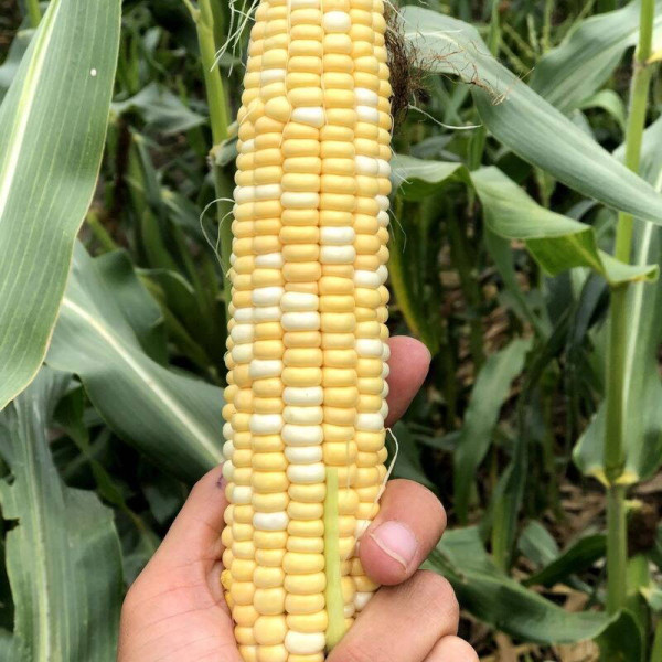 Corn seeds «Ukrainian Bicolor» F1