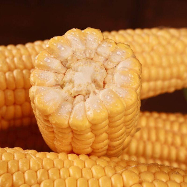 Corn seeds «Sentis» F1
