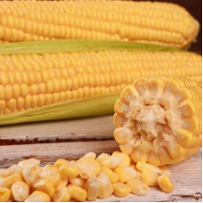 Corn seeds «Sentis» F1