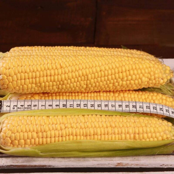 Corn seeds «Sentis» F1