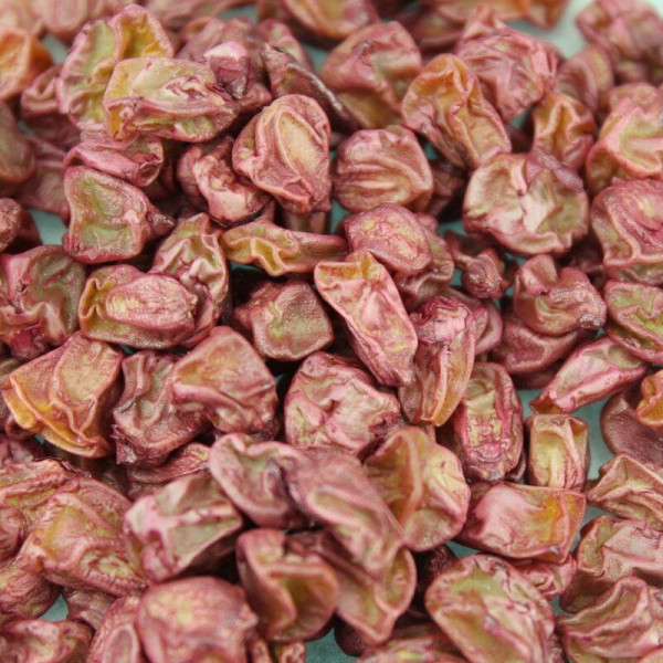 Corn seeds «Sentis» F1
