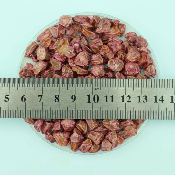 Corn seeds «Sentis» F1